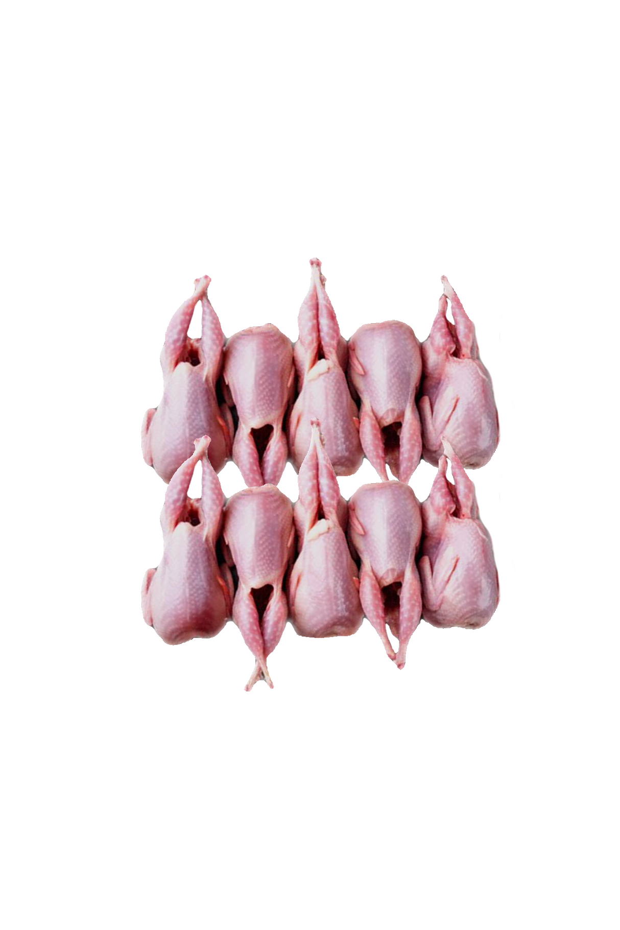 QUAIL 10PC (BATAIR)