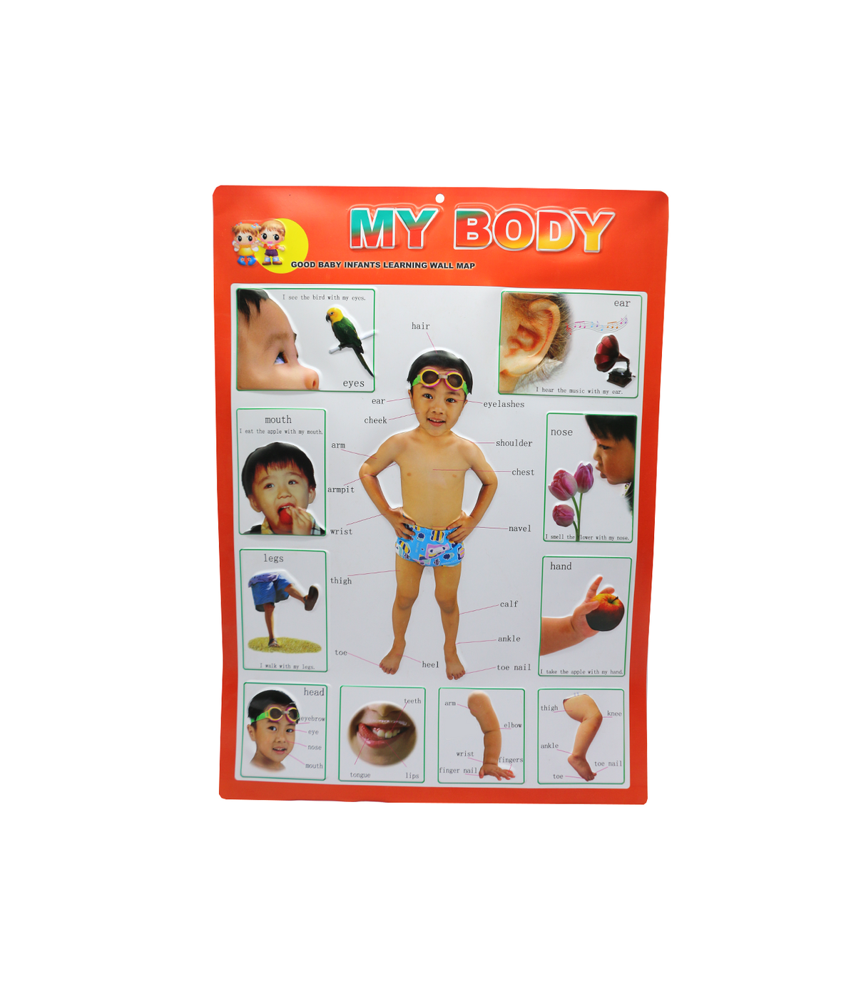 learning chart knowning body parts my body wall map